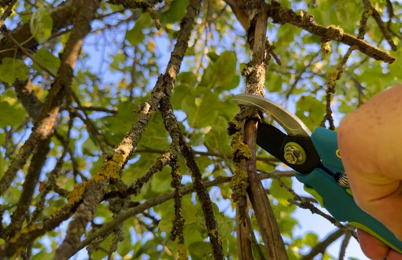 Maple Tree Pruning