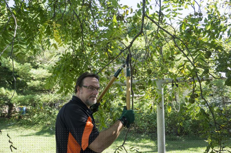 Tree Pruning