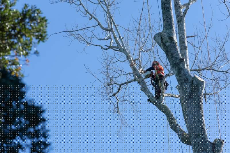 Tree Pruning