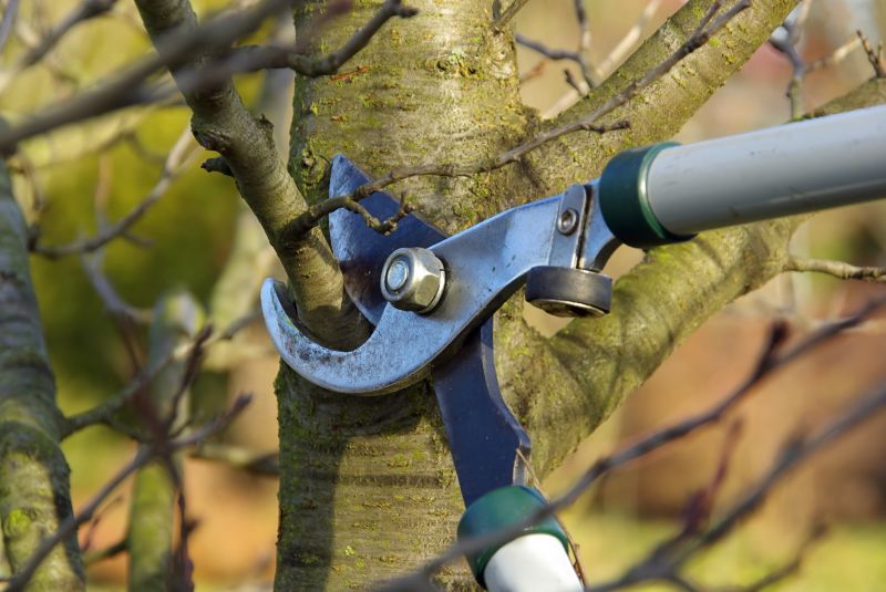 Tree Pruning Close-up