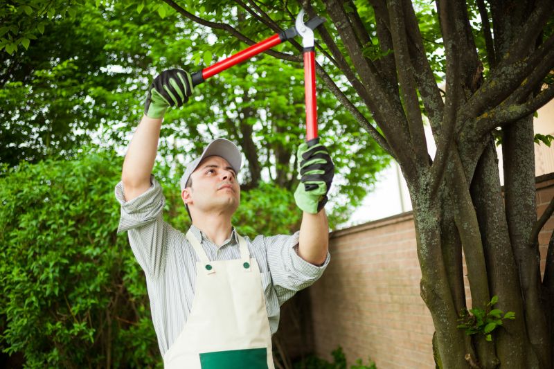 Tree Service Companies