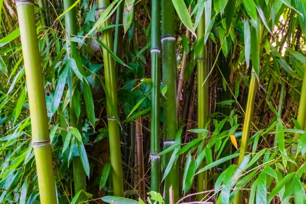 Bamboo Trimming in Dublin