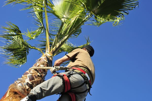 Palm Tree Trimming in Dublin
