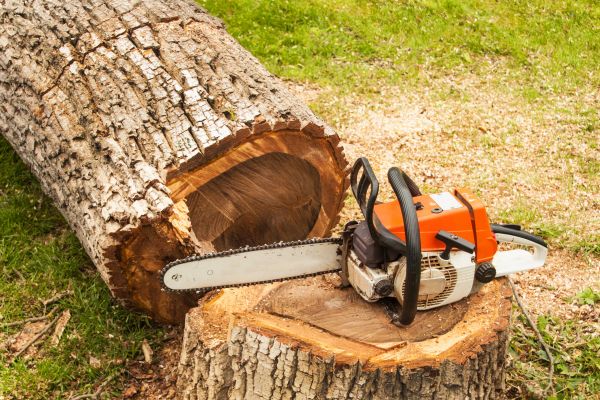 Tree Cutting Service in Dublin