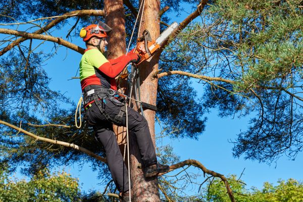 Cost of Tree Service in Dublin
