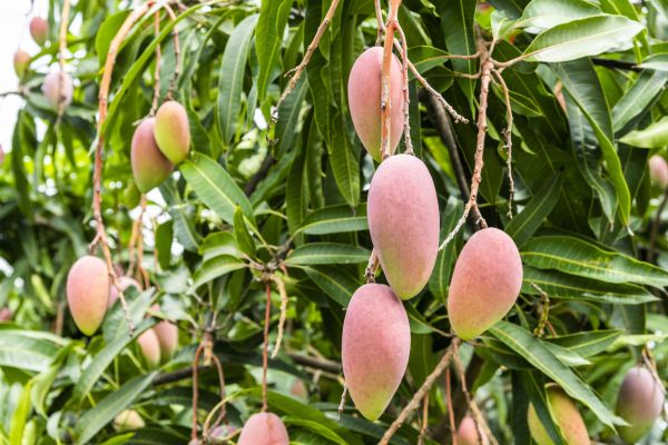 Mango Tree Trimming in Dublin