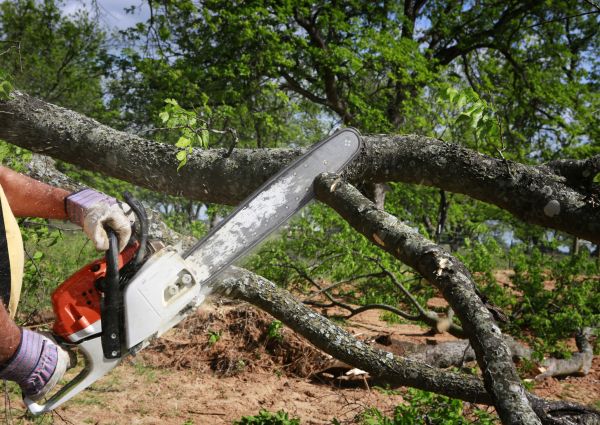 Tree Branch Cutting in Dublin