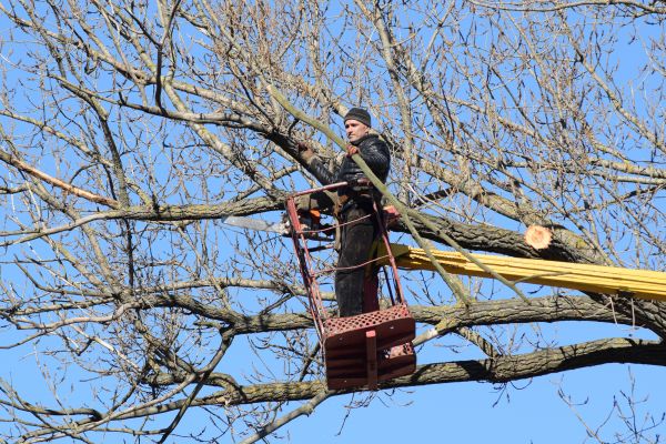 Emergency Tree Trimming in Dublin
