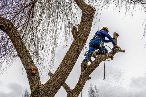 Tree Maintenance Service in Dublin