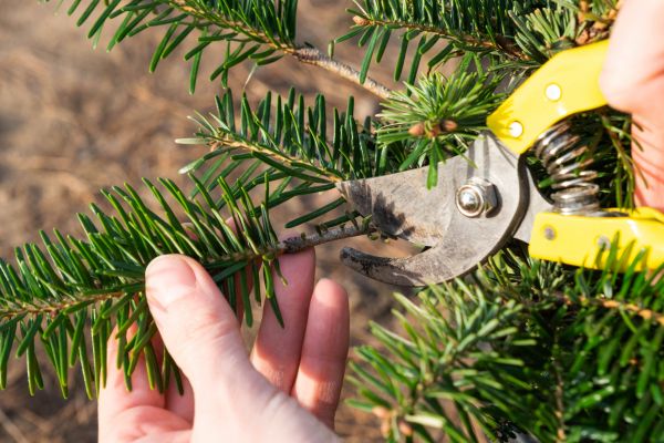 Pine Tree Pruning in Dublin