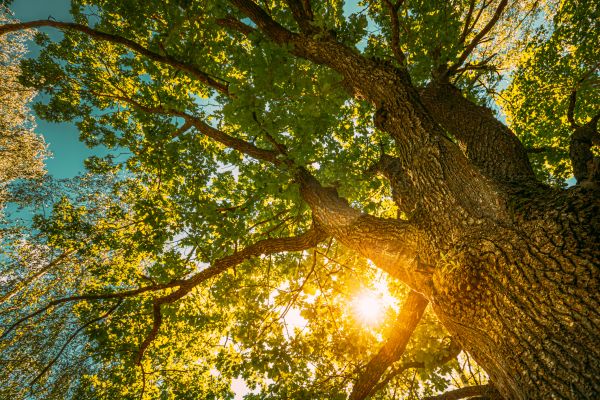 Oak Tree Pruning in Dublin