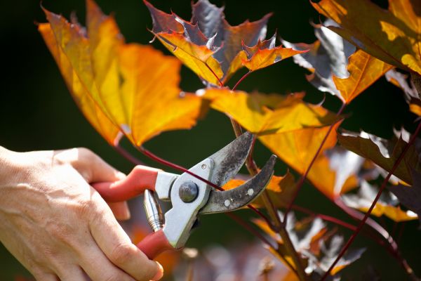 Maple Tree Pruning in Dublin