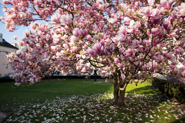 Magnolia Tree Pruning in Dublin