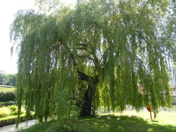 Willow Tree Trimming in Dublin