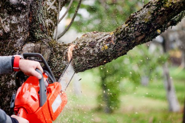 Tree Limbs Removal in Dublin
