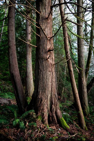 Cedar Tree Trimming in Dublin