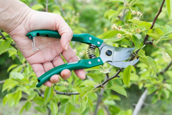 Pear Tree Pruning in Dublin