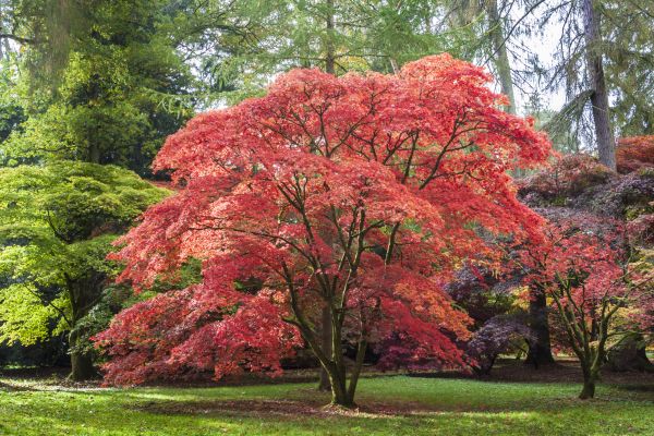 Japanese Maple Pruning in Dublin