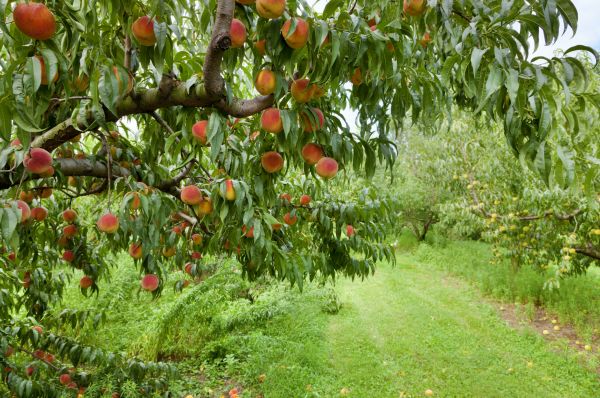 Peach Tree Pruning in Dublin
