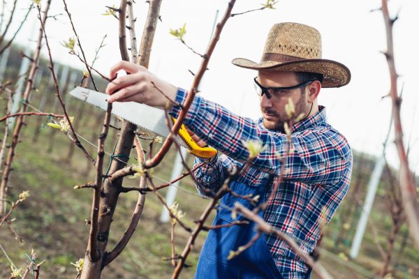 Orchard Tree Pruning in Dublin