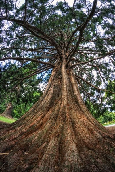 Cedar Tree Pruning in Dublin