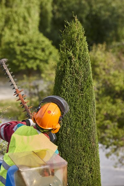 Cypress Tree Trimming in Dublin