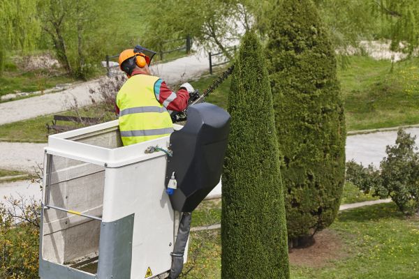 Cypress Tree Pruning in Dublin
