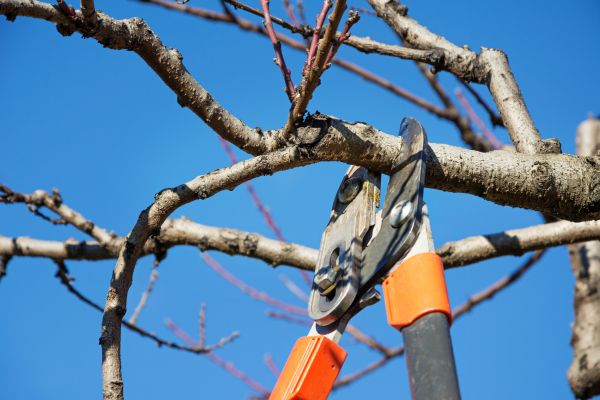 Peach Tree Trimming in Dublin