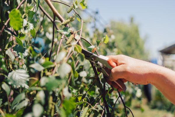 Birch Tree Pruning in Dublin