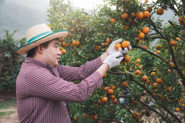 Orange Tree Pruning in Dublin