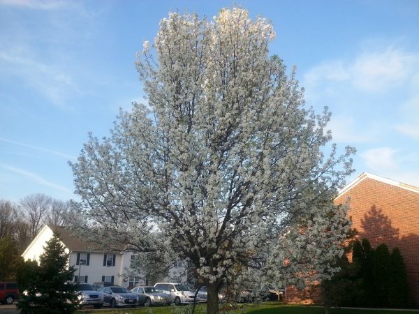 Bradford Pear Tree Pruning in Dublin