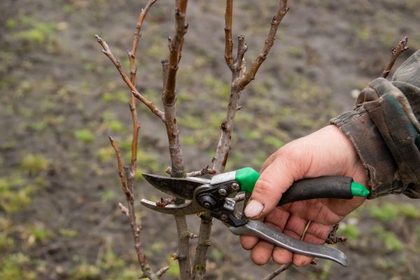Pear Trees Pruning in Dublin