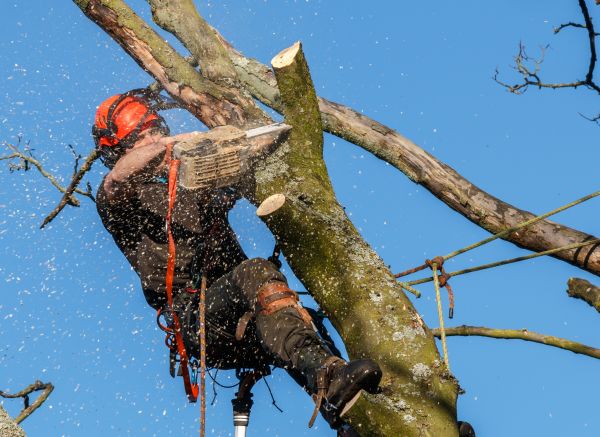 Tree Trimming Service in Dublin