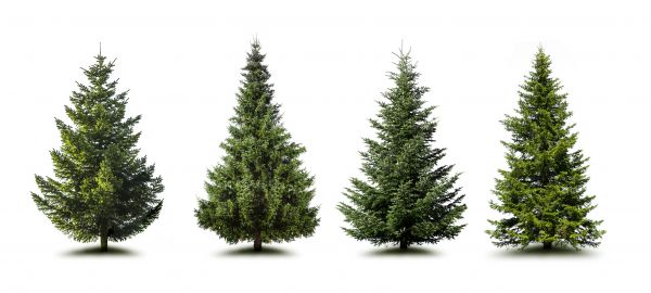 Pine Tree Trimming in Dublin