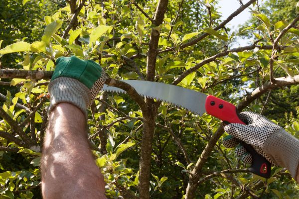 Apple Tree Trimming in Dublin